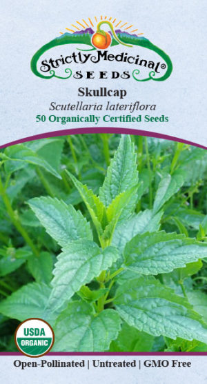 Skullcap (Scutellaria Lateriflora) Organic Seeds