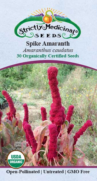 Spike Amaranth (Amaranthus caudatus) Organic Seeds