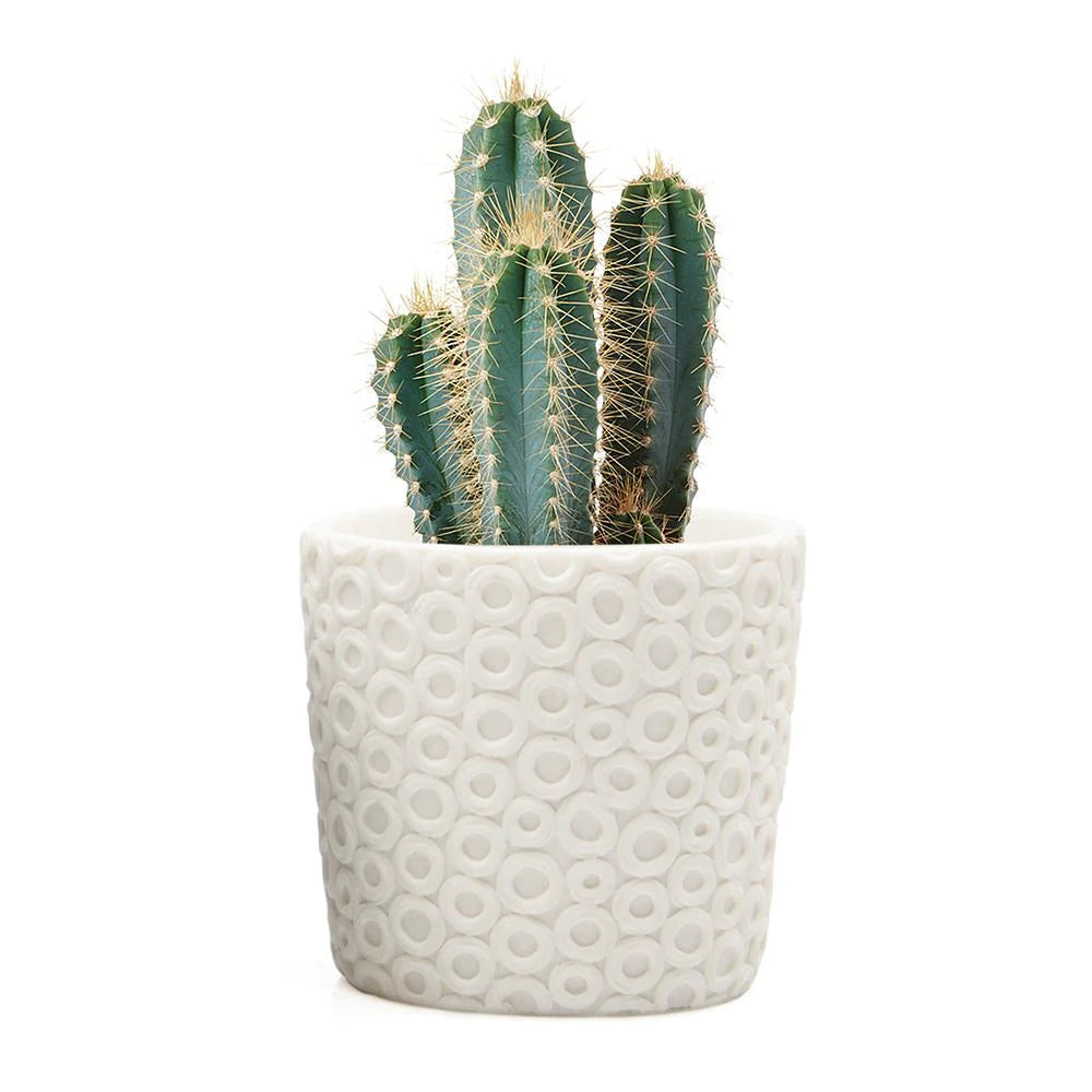 Stagma Pot