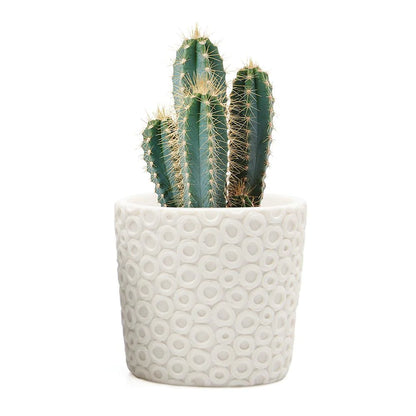 Stagma Pot