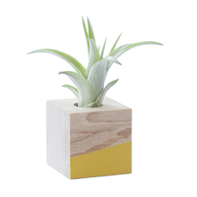 Load image into Gallery viewer, Cube Air Plant Magnet
