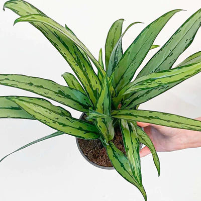 Aglaonema ‘Cutlass’