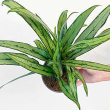 Aglaonema ‘Cutlass’