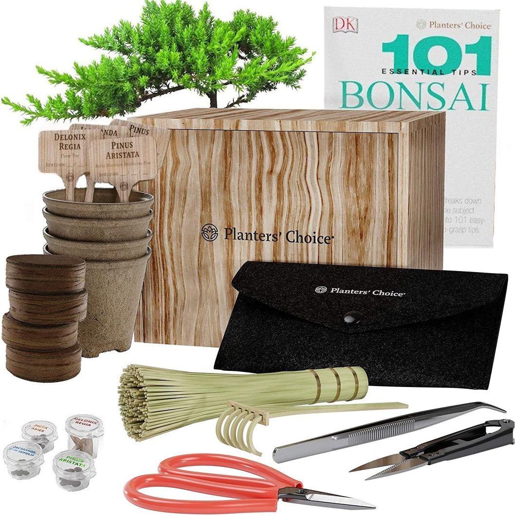 Premium Bonsai Starter Kit