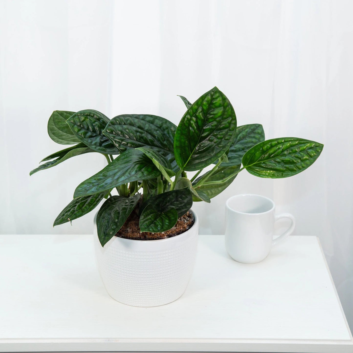 Monstera karstenianum 'Peru'