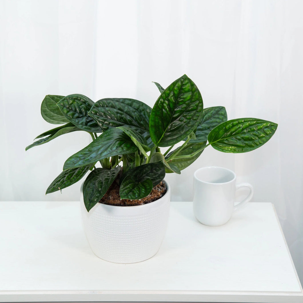 Monstera Peru 'Green Galaxy'