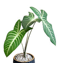 Xanthosoma Lindenii ‘Magnificum’