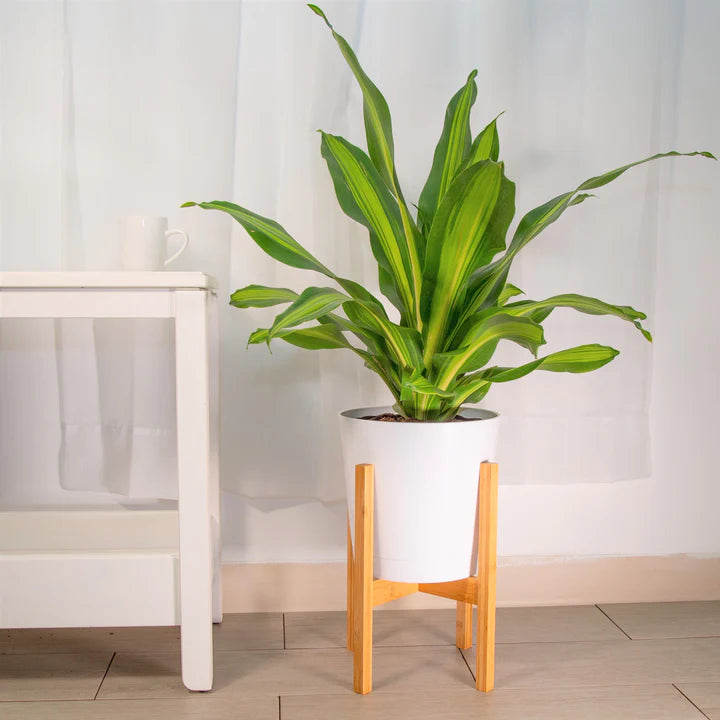 Dracaena 'Golden Heart'