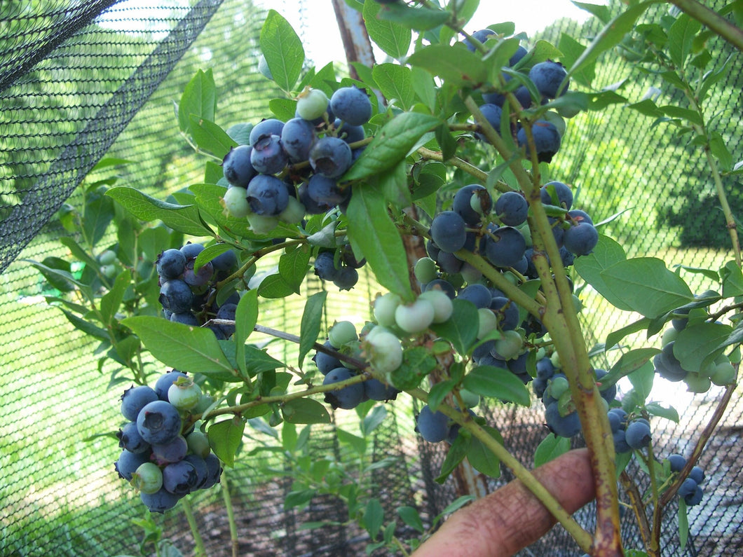 Blueberry, Organic Hannah’s Choice Highbush