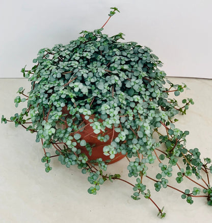 Pilea glauca ‘Blue Baby Tears’