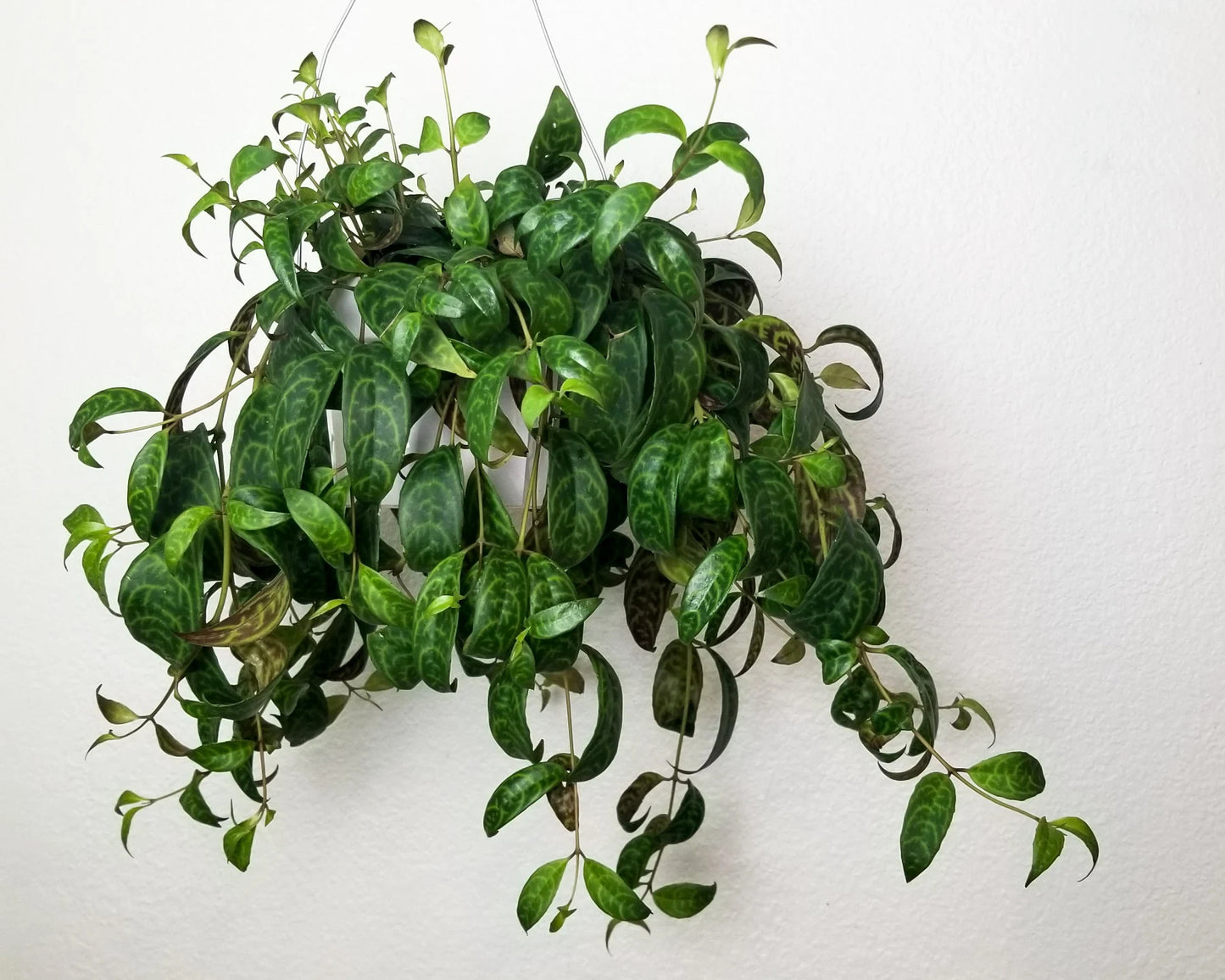 Aeschynanthus longicaulis 'Lipstick Plant Black Pagoda'