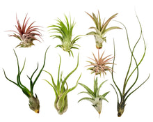 Air Plants - Assorted