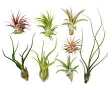 Load image into Gallery viewer, Air Plants - Assorted
