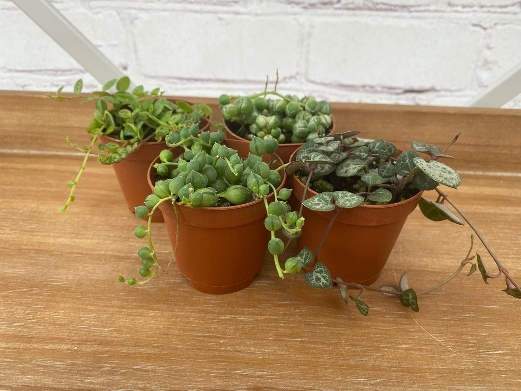 String of 'Assorted'