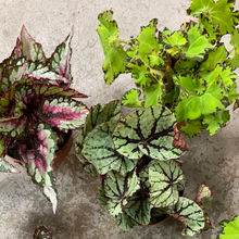 Rex Begonia 'Assorted'