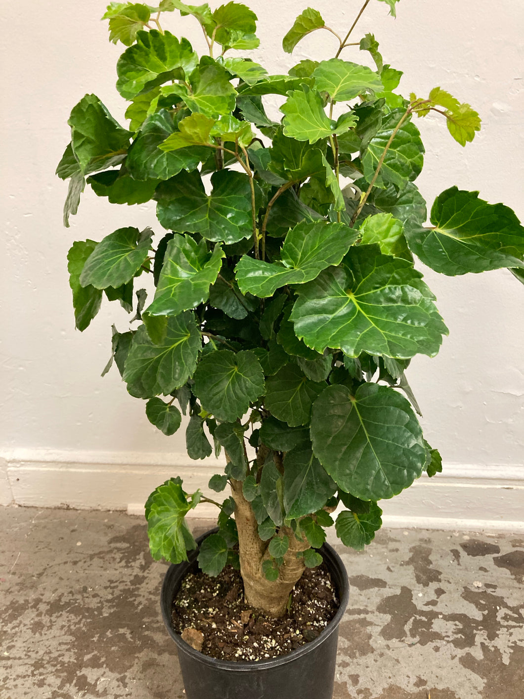 Aralia Balfouriana 'Lemon Lime Stump'