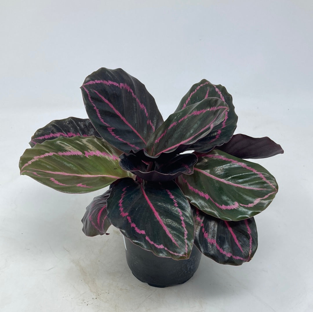 Calathea roseopicta 'Dottie'