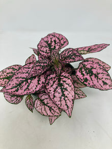 Hypoestes Phyllostachya 'Polka Dot Plant'