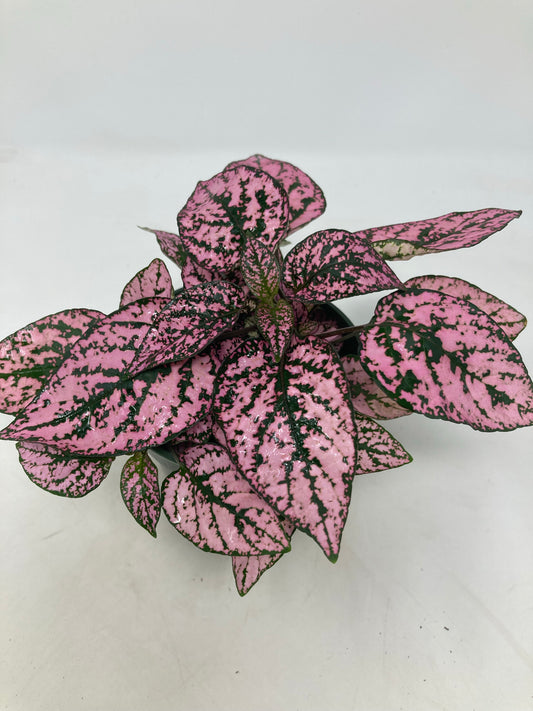 Hypoestes Phyllostachya 'Polka Dot Plant'