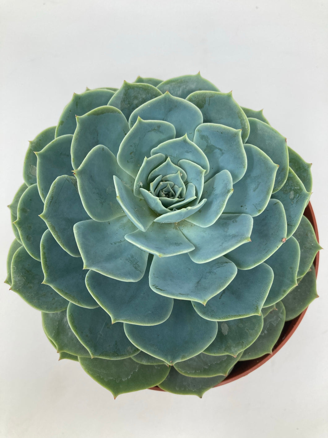 Echeveria ‘Big Blue’