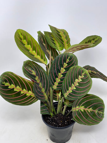 Maranta Red "Prayer Plant"