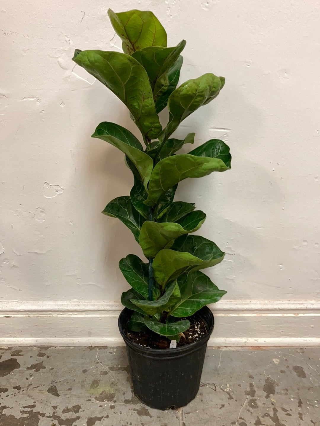 Ficus lyrata ‘Bambino’