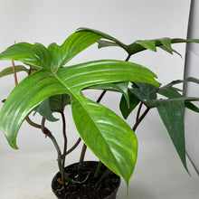 Load image into Gallery viewer, Philodendron pedatum
