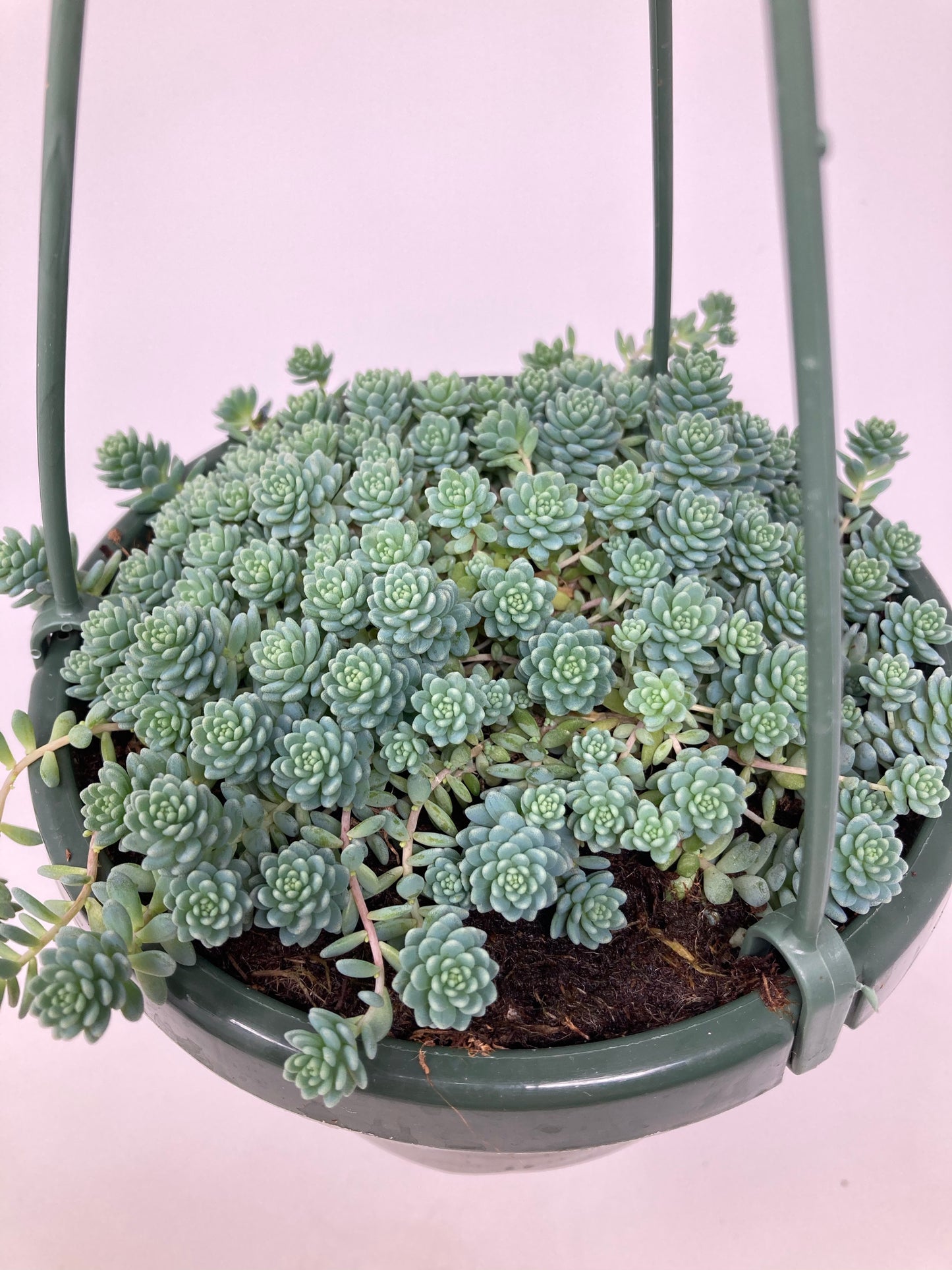 Sedum Dasyphyllum 'Blue Tears'