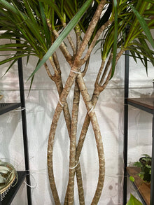 Dracaena Marginata 'Dragon Tree'