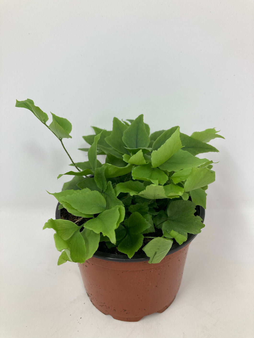 Cyrtomium Falcatum 'Holly Fern'