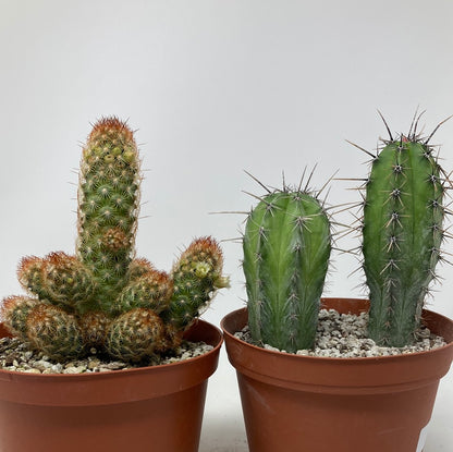 Cacti 'Assorted Varieties'
