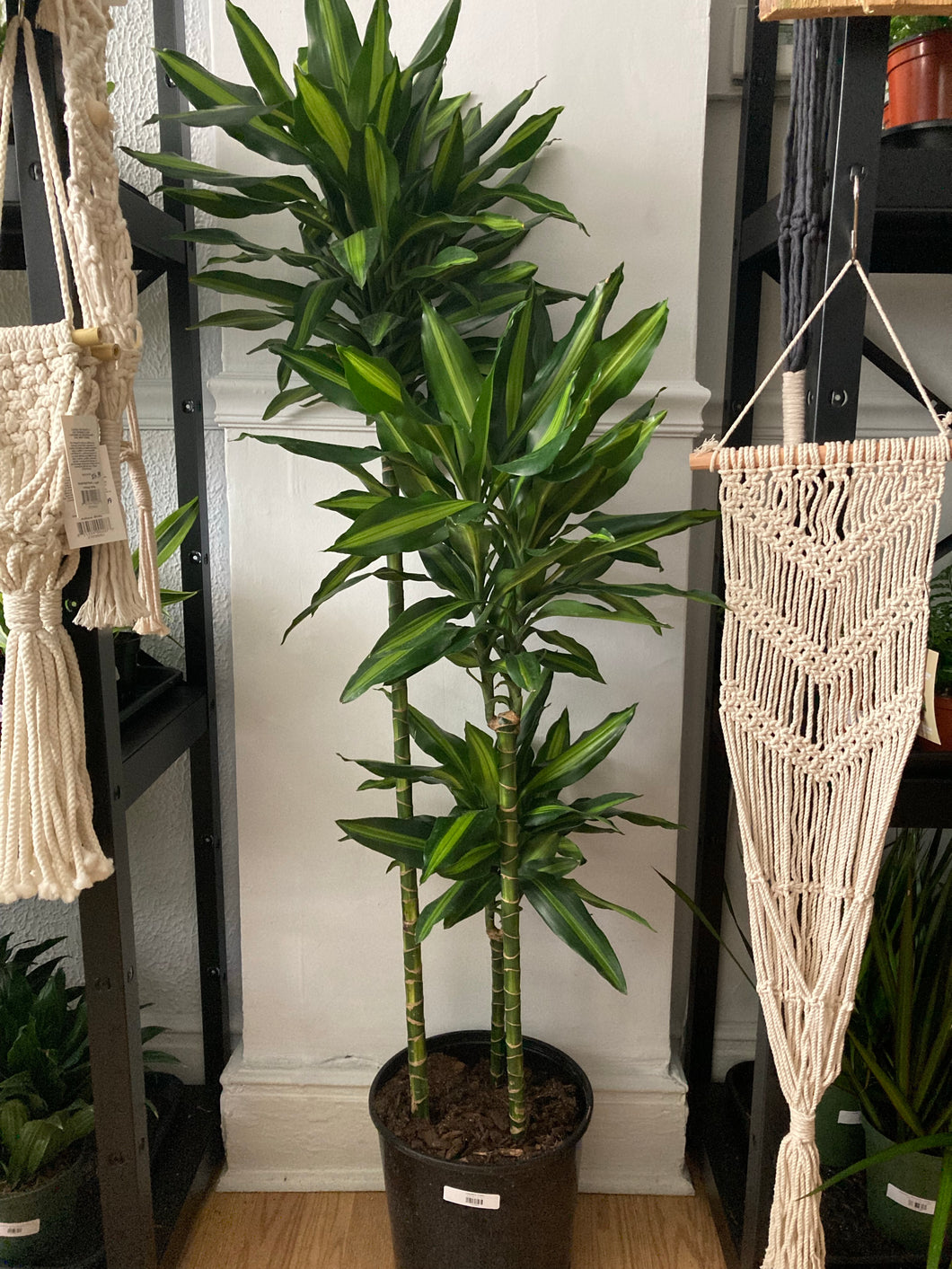 Dracaena Cintho