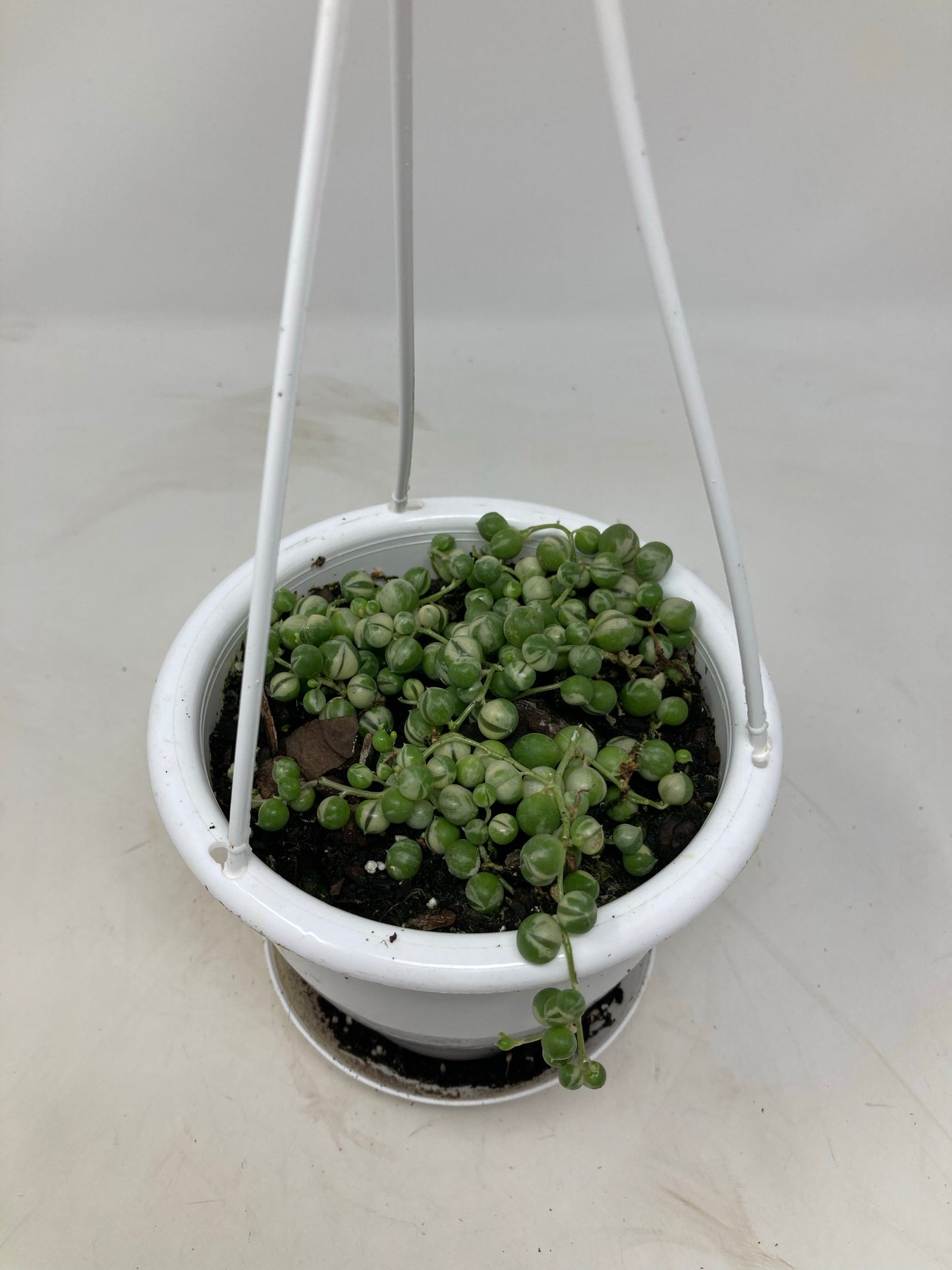 Senecio Rowleyanus ‘String of Pearls Variegated’