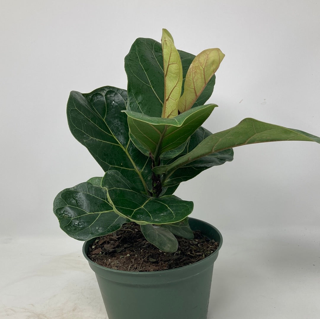Ficus lyrata ‘Bambino’