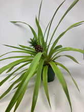 Load image into Gallery viewer, Ananas Comosus &#39;Pineapple&#39;
