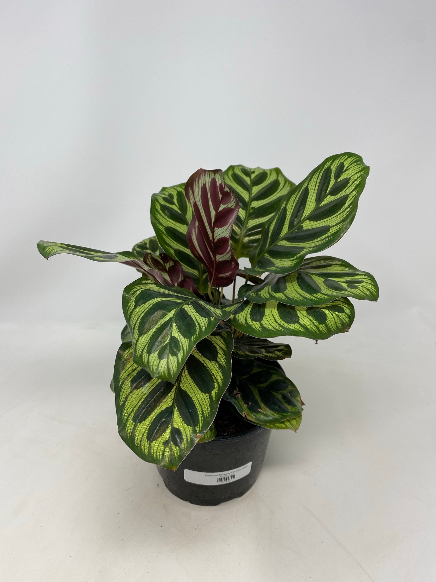 Calathea Makoyana 'Peacock Plant'