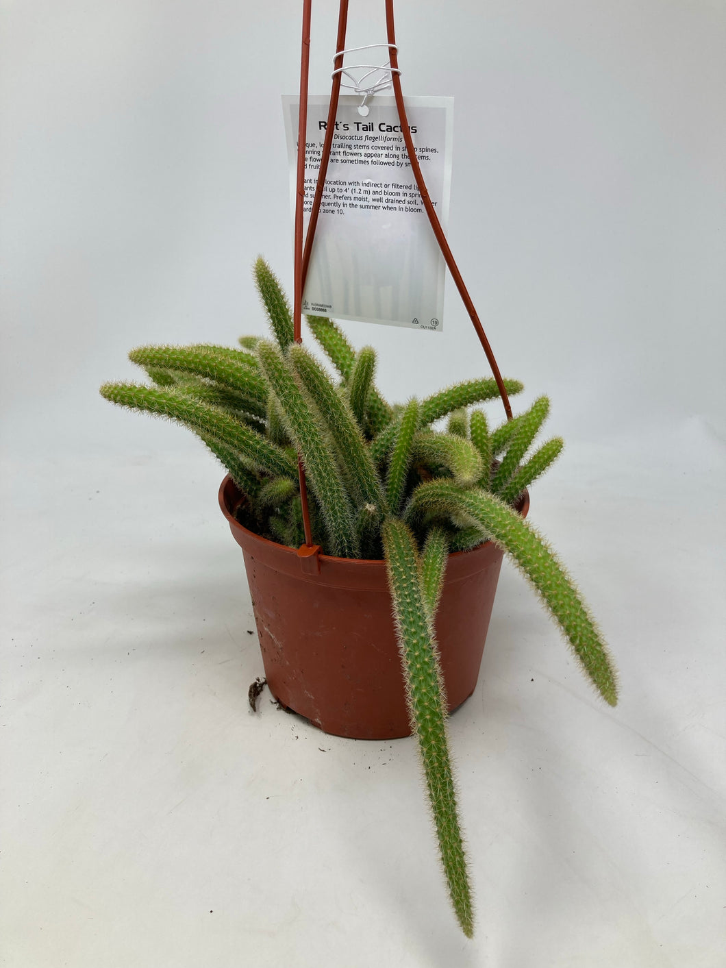 Aporocactus flagelliformis ‘Rattail Cactus’