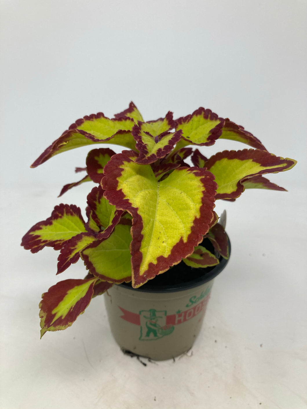 Coleus Scutellarioides ‘Stained Glassworks Velvet’