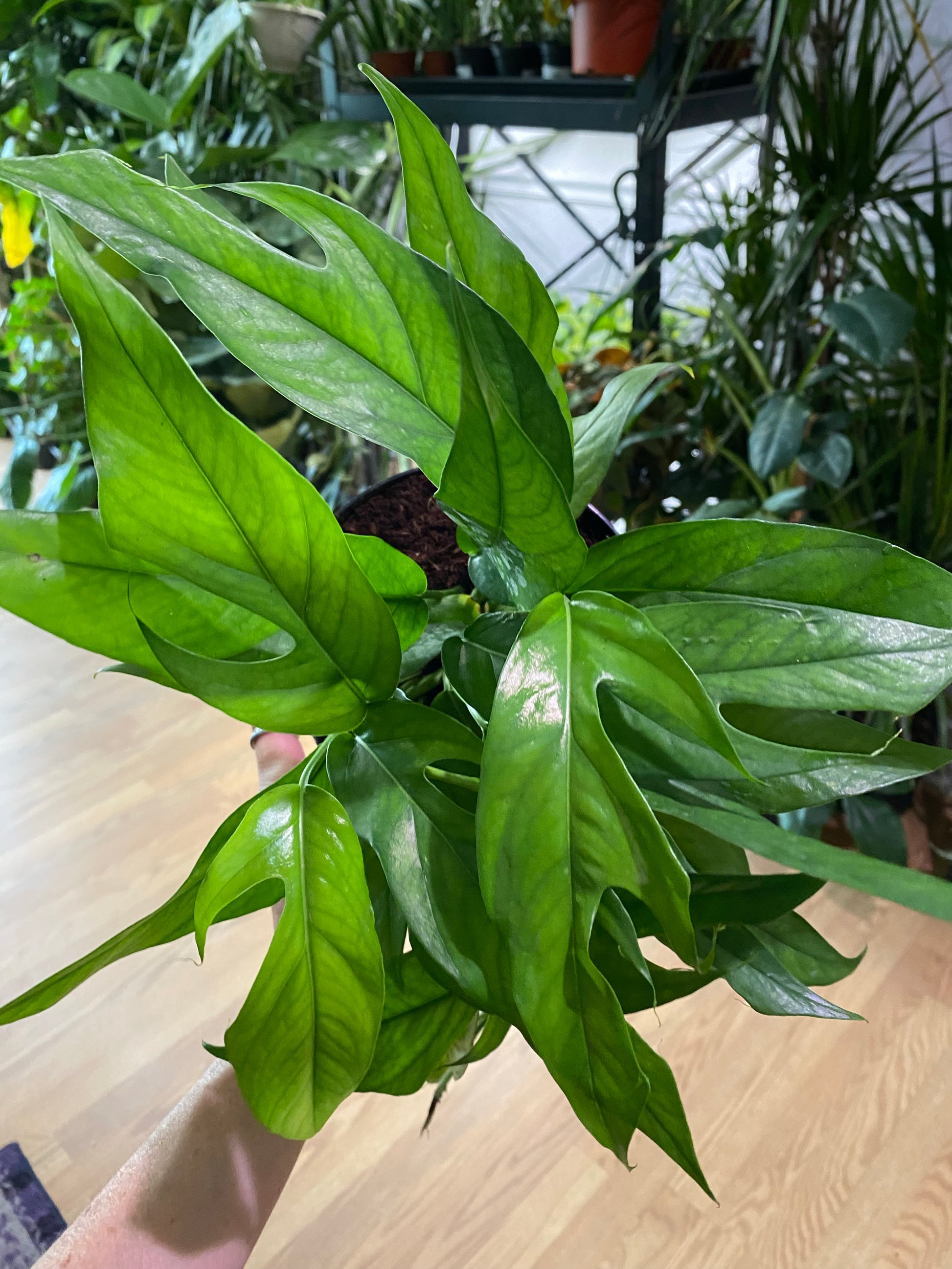 baltic blue pothos cats Epipremnum pinnatum 'Baltic Blue Pothos' – Snakeroot Botanicals