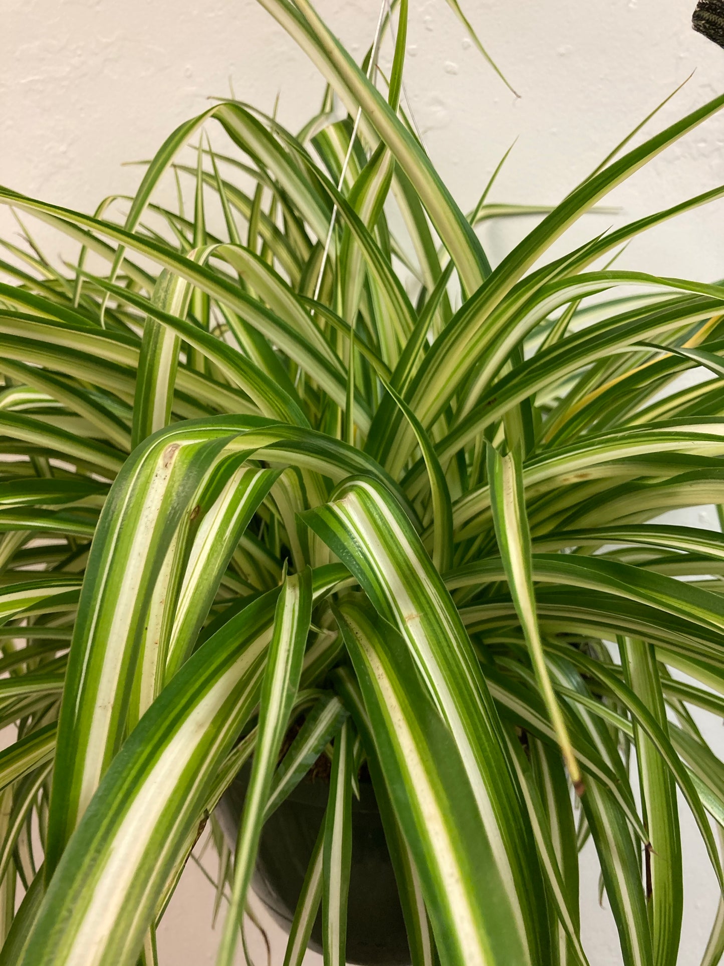 Chlorophytum Comosum 'Spider Plant'