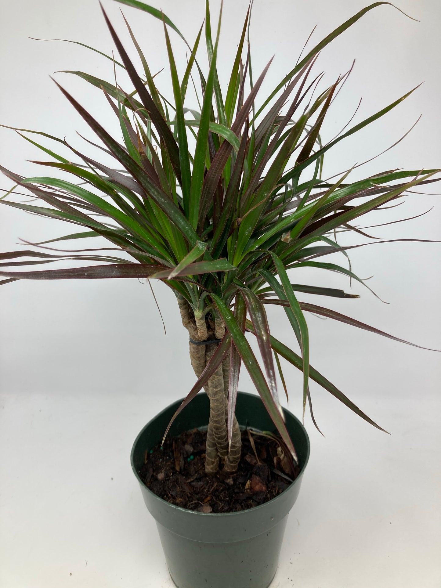 Dracaena Marginata ‘Magenta’ -6" Pot