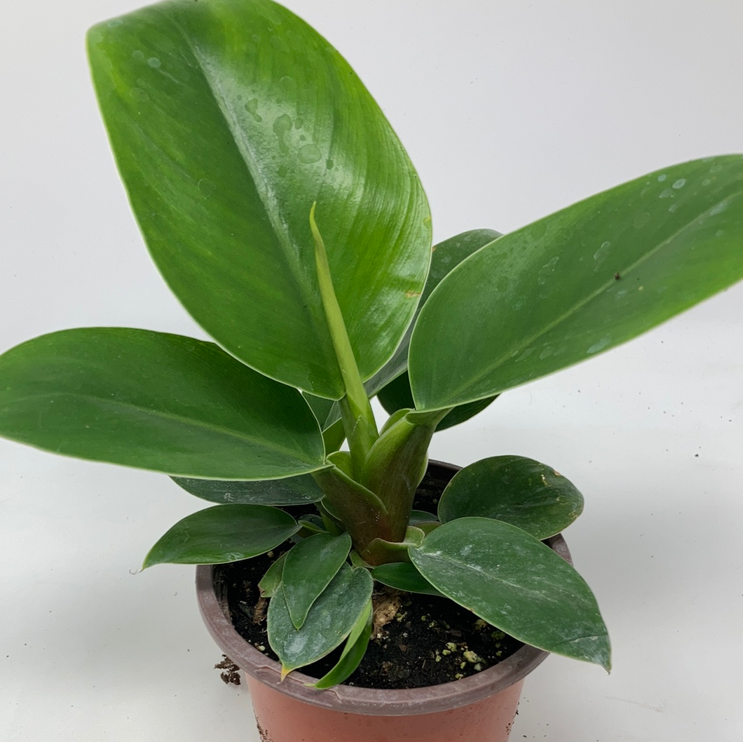 Philodendron Erubescens ‘Imperial Green’