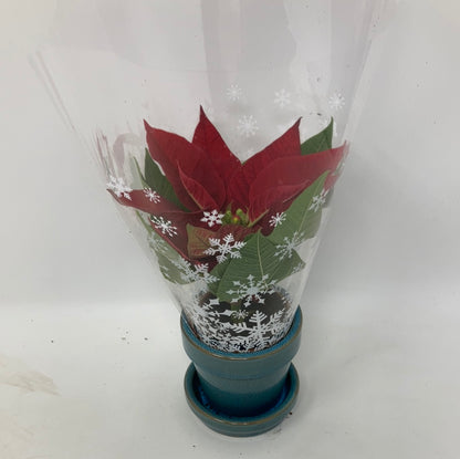 Euphorbia pulcherrima ‘Poinsettia’