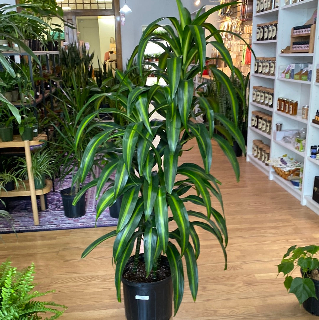 Dracaena 'Hawaiian Sunshine'