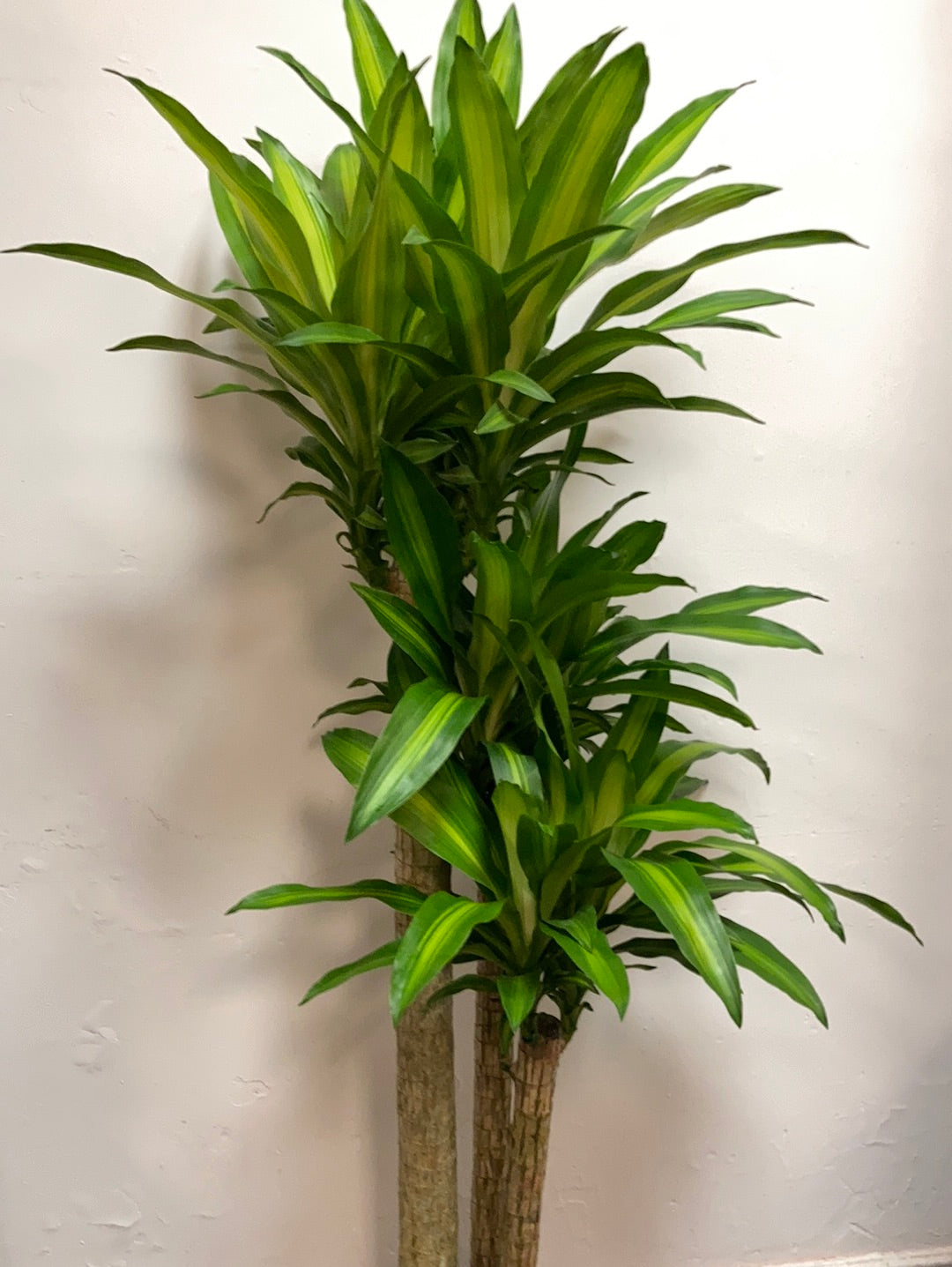 Dracaena Fragrans "Massangeana"
