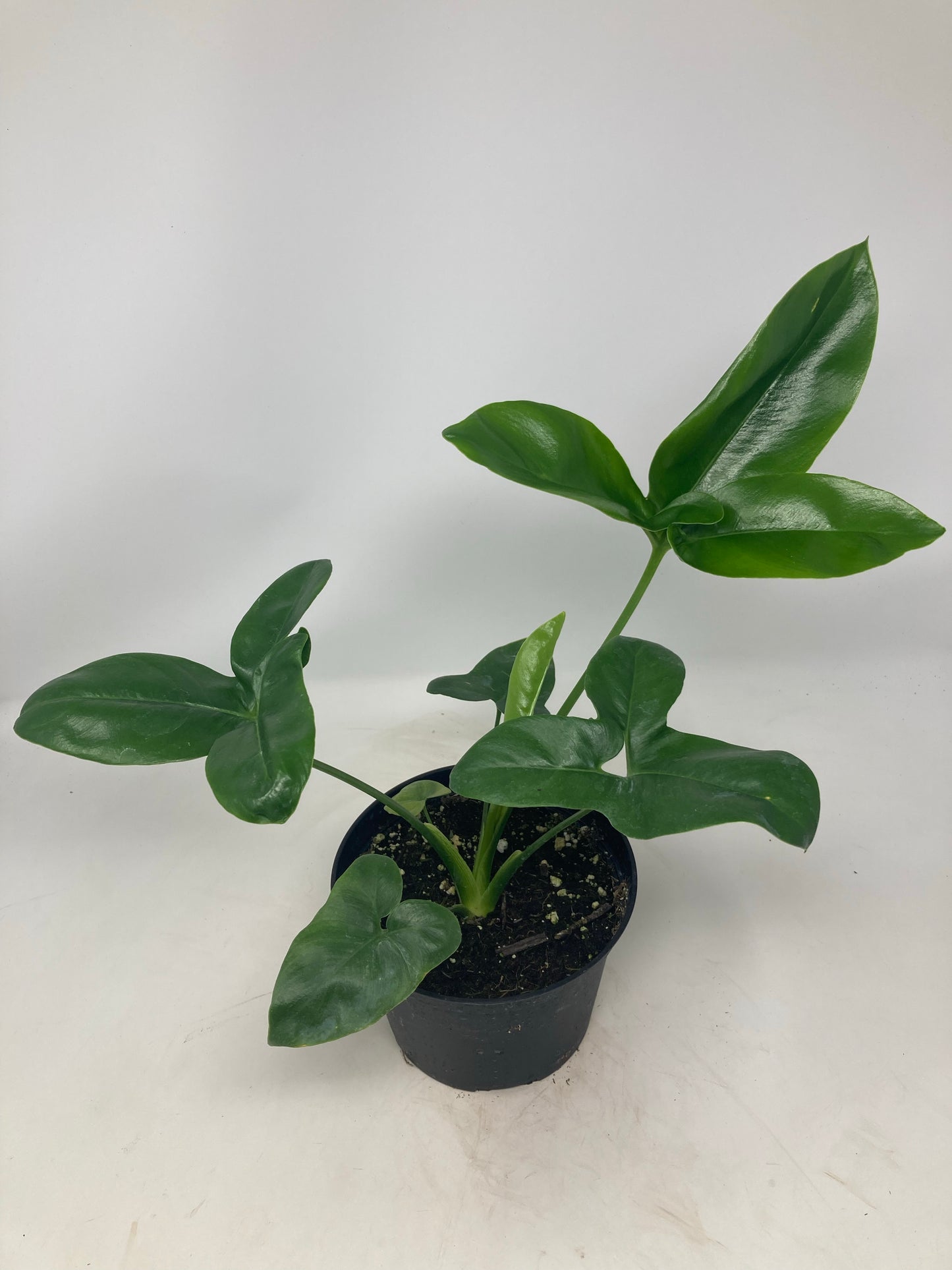 Philodendron goeldii
