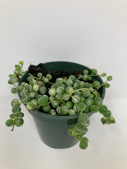Senecio Rowleyanus ‘String of Pearls Variegated’