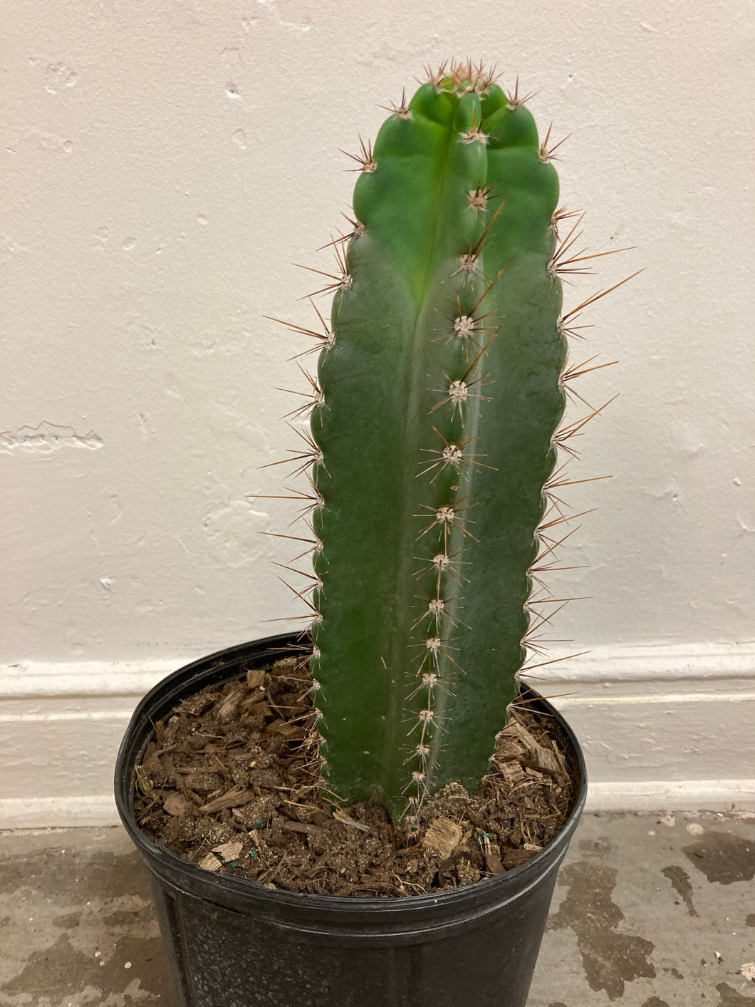Echinopsis Peruviana 'Peruvian Torch Cactus'