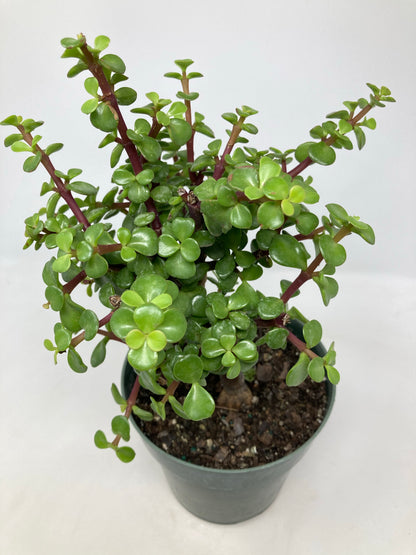 Portulacaria Afra 'Elephant Jade'
