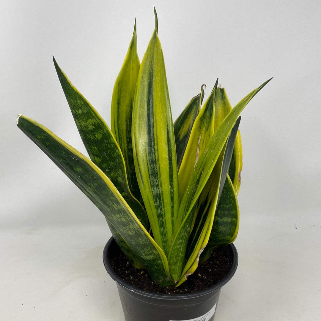 Sansevieria  'Golden Flame'